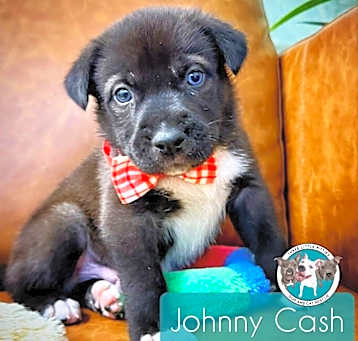 Photo of Johnny Cash Rodeo