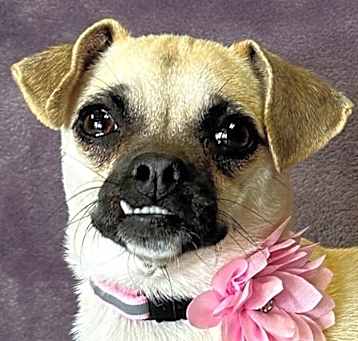 Photo of Pippy