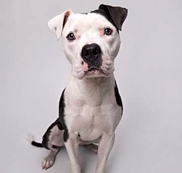 Photo of Ollie