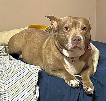 Photo of Bella