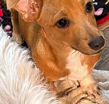 Photo of Scooby sweet & playful puppy