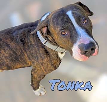 Photo of TONKA