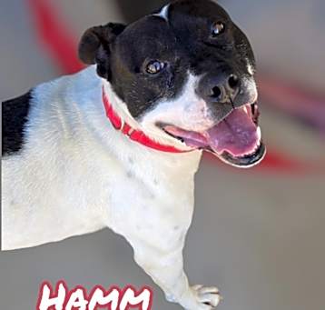 Photo of HAMM