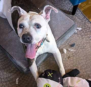 Photo of Brandy (I Have a Secret Crush!)