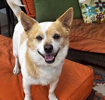Photo of Scotch - 12 pounds