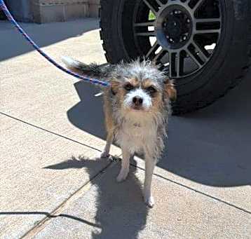 Photo of PICO