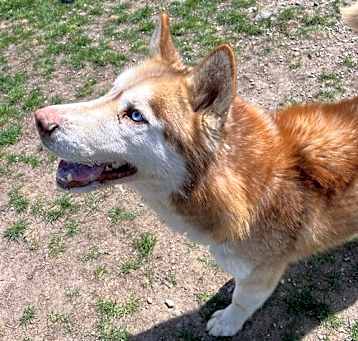 Photo of Timber
