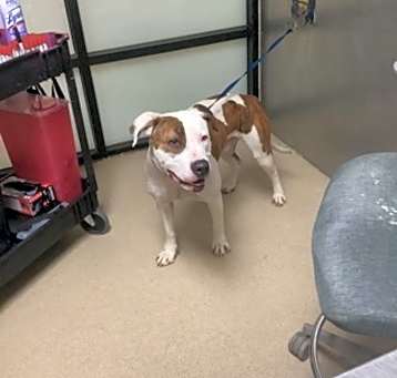 Photo of Roscoe