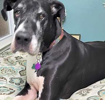 Photo of Bailey