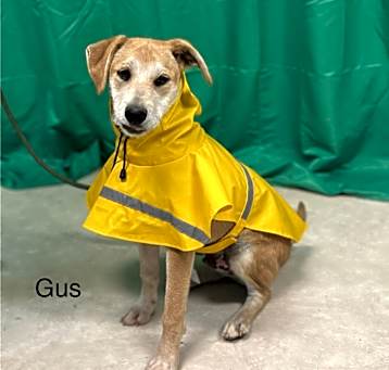 Photo of Gus