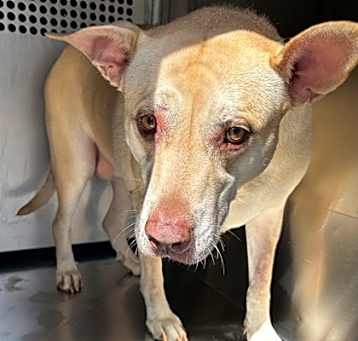Photo of Honey