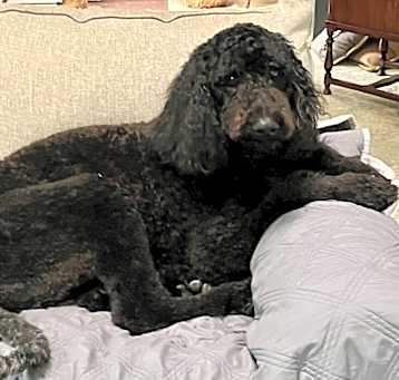 Photo of Shadow