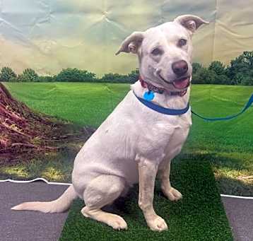 Photo of Ivory