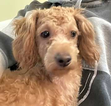 Photo of Pear