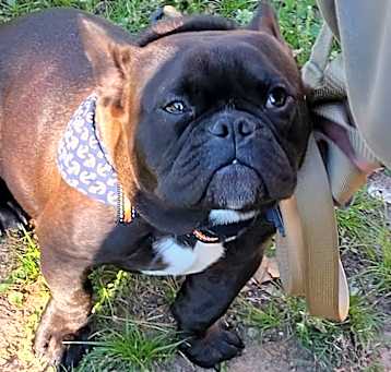 Photo of Dexter