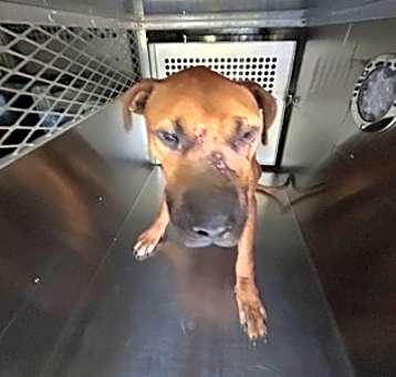 Photo of Baxter
