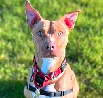 Photo of Willow