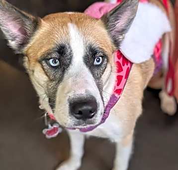 Photo of Tulip - Flower Litter Mama