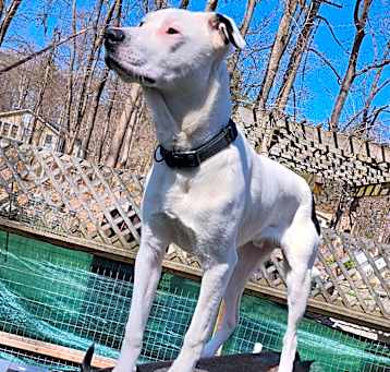 Photo of NY Bruno (Crompond)