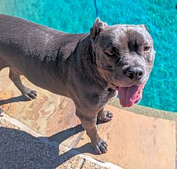Photo of Blue