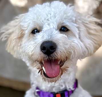 Photo of Shelby