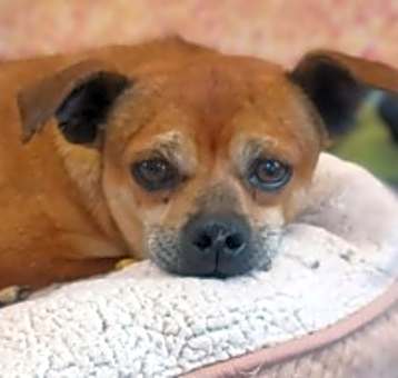 Photo of Harry - AVAILABLE