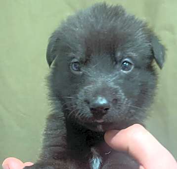 Photo of Baloo