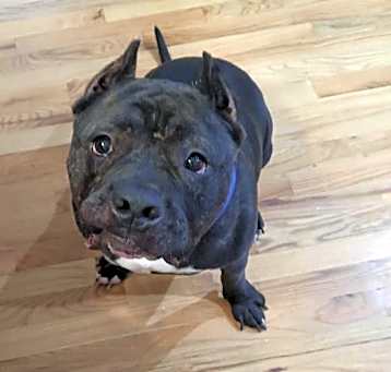 Photo of Buster