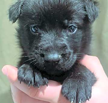 Photo of Simba