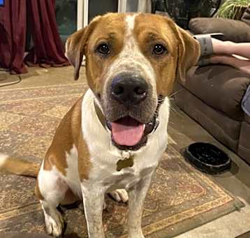 Photo of Goose