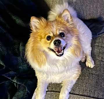 Photo of Kobe Pom