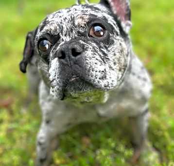 Photo of Willis