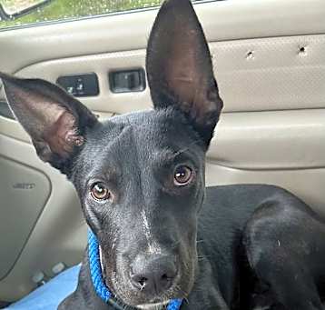 Photo of Bojangles