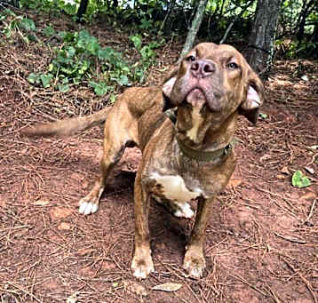 Photo of Ginger