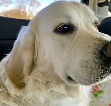 Photo of Buddy