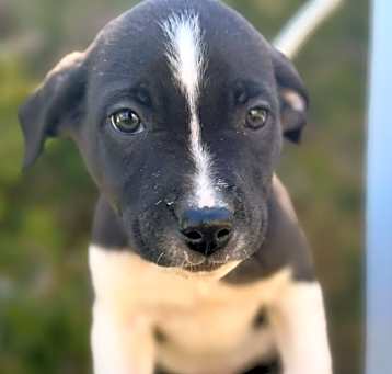 Photo of Cooper