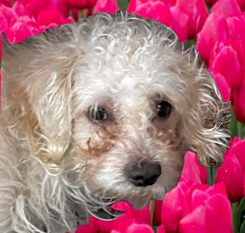 Photo of Casey