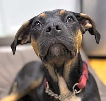 Photo of Rudy