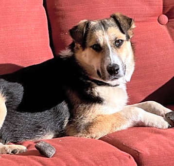 Photo of Casey