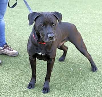 Photo of Duke