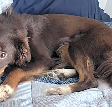 Photo of Coco