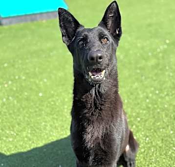 Photo of Black Beauty