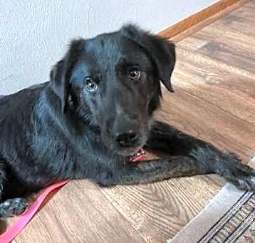 Photo of Olive