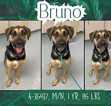 Photo of Bruno