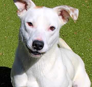 Photo of Lady