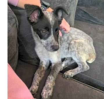 Photo of Fiona - heeler F litter
