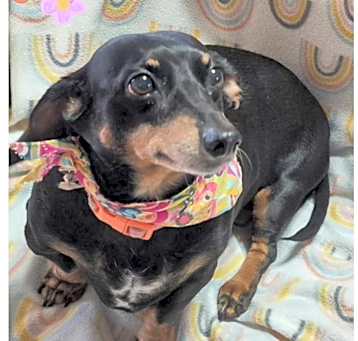 Photo of Sadie