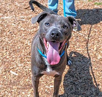 Photo of Baxter - IN FOSTER