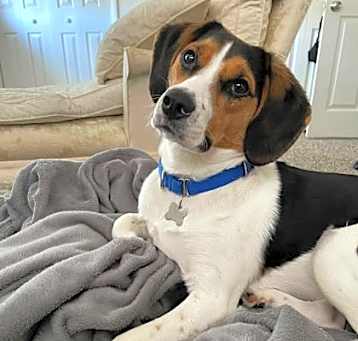 Photo of Dixie