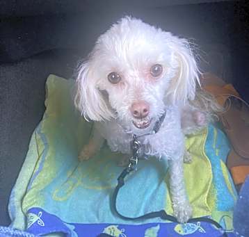 Photo of Thumbelina (Lina)